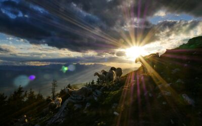 The Stricken Shepherd and the Scattered Sheep: A Reflection on Mark 14:26–31